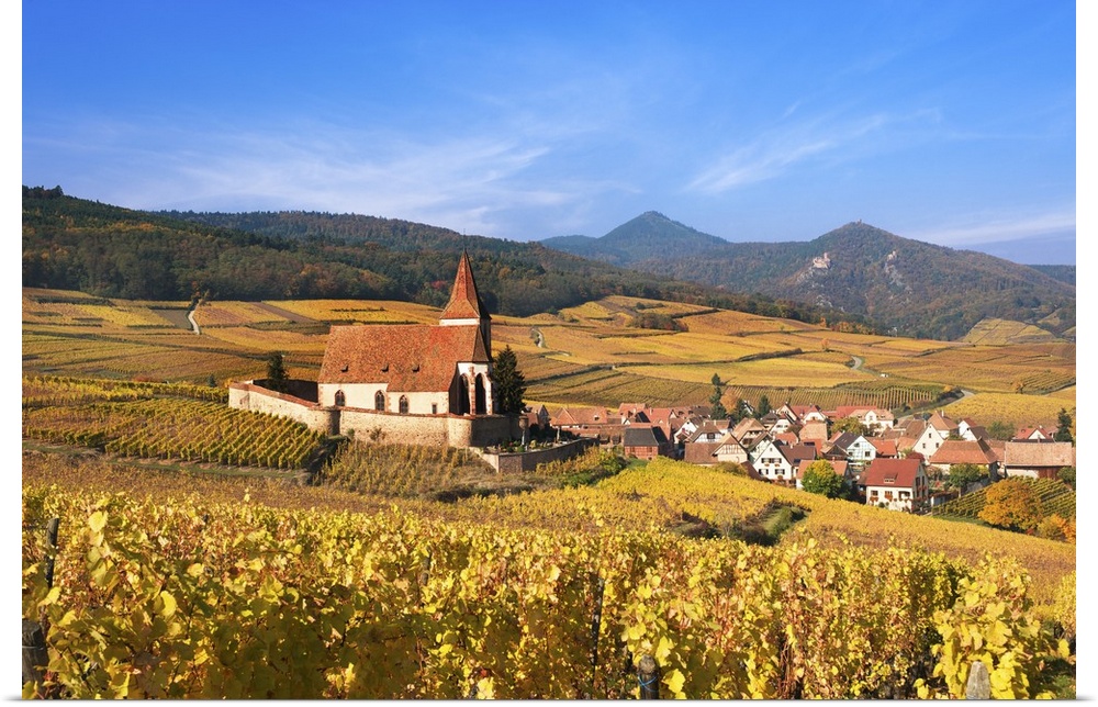 The vineyards at Hunawihr, Alsace, France