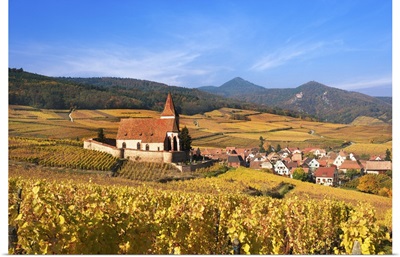 The vineyards at Hunawihr, Alsace, France