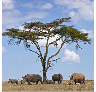 Towards mid-day, white rhinos gather around the shade of an acacia tree to slumber