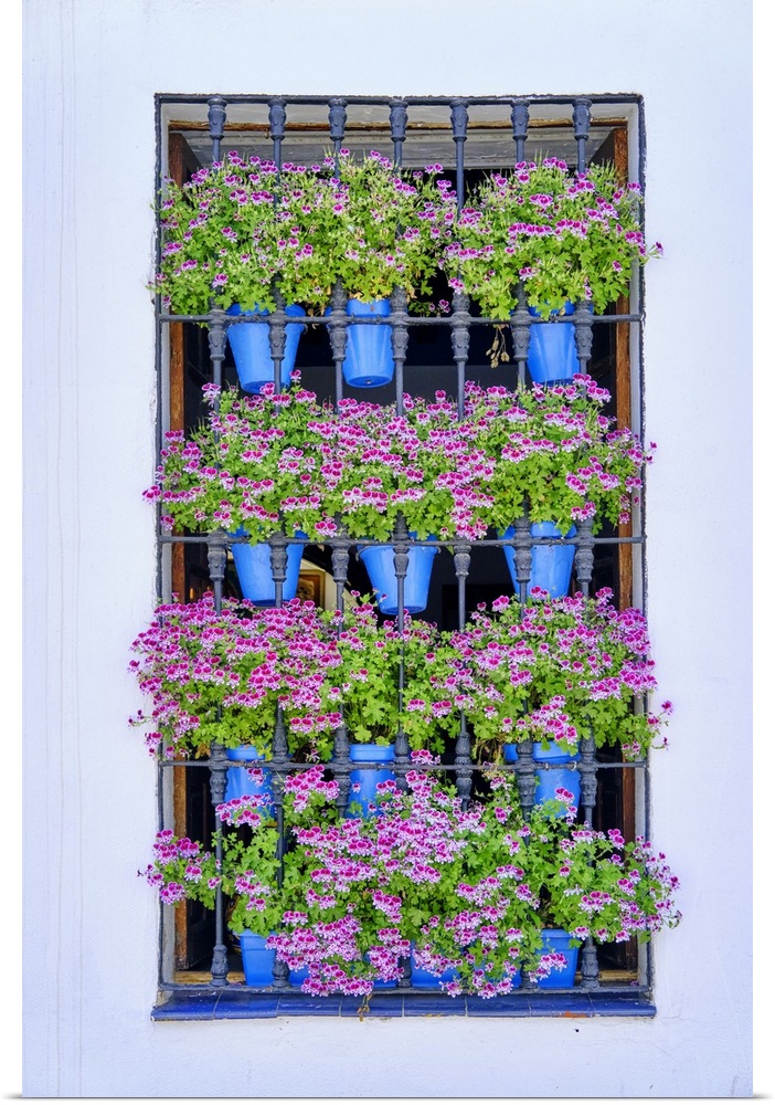 Traditional windows in the old town of Cordoba, during the Fiesta de los Patios in May. A UNESCO World Heritage Site. Anda...