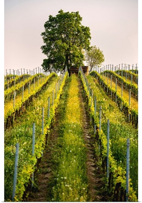 Tree and Vineyards at sunset in Franciacorta, Lombardy district, Italy