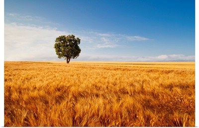 Tree In Field Of Wheat, Valensole Plain, Provence, France