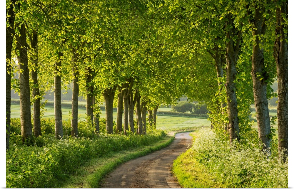 Tree lined country lane in rural Dorset, England. Spring (May)