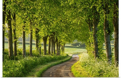 Tree lined country lane in rural Dorset, England