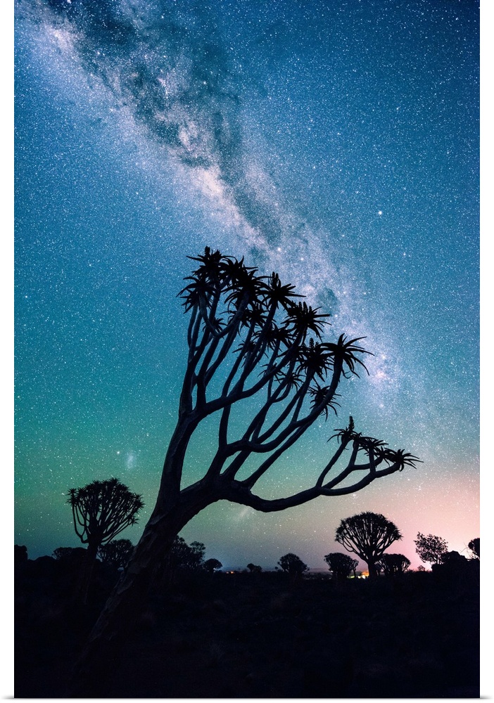 Quiver Tree Forest (Aloe Dichotoma), Keetmanshoop, Namibia, Africa. Trees At Night Under The Stars Of The Southern Hemisph...