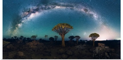 Trees At Night Under The Stars, Quiver Tree Forest, Namibia, Africa