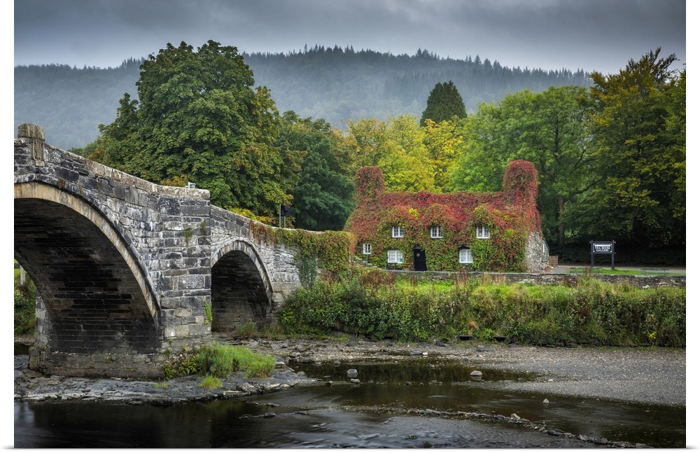 Tu Hwnt l'r Bont Tearooms covered in Virginia creeper in autumn, Llanrwst, Conwy, Wales