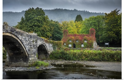 Tu Hwnt L'r Bont Tearooms Covered In Virginia Creeper In Autumn, Llanrwst, Conwy, Wales