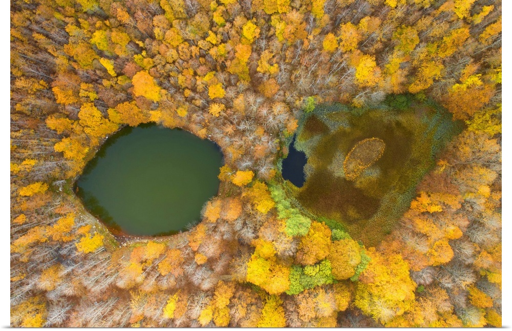 Aerial view of the forest and lake with autumn colors, tuscan-emilian apennine national park, municpality of Ventasso, Reg...