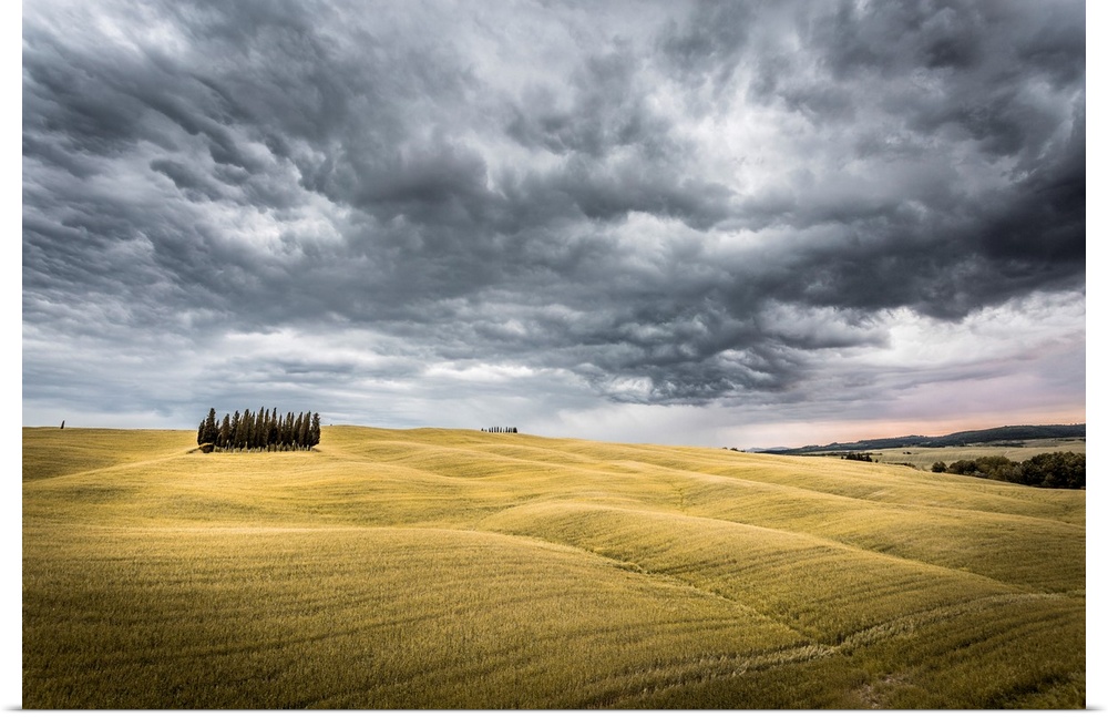 Tuscany, Val d'Orcia, Italy. Cypress trees in a yellow meadow field with clouds gathering.