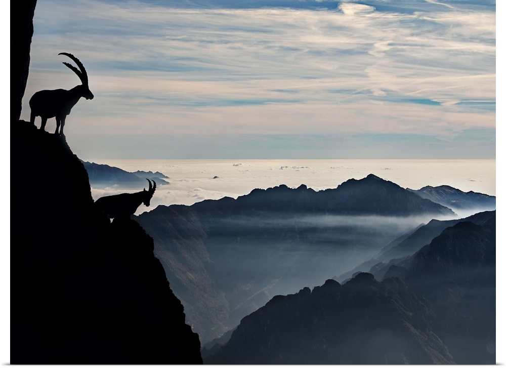Two alpine ibex dominate from above the spectacular view of the italian Alps.