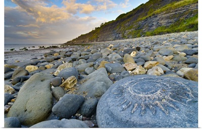 UK, England, Dorset, Lyme Regis, Large ammonite fossil