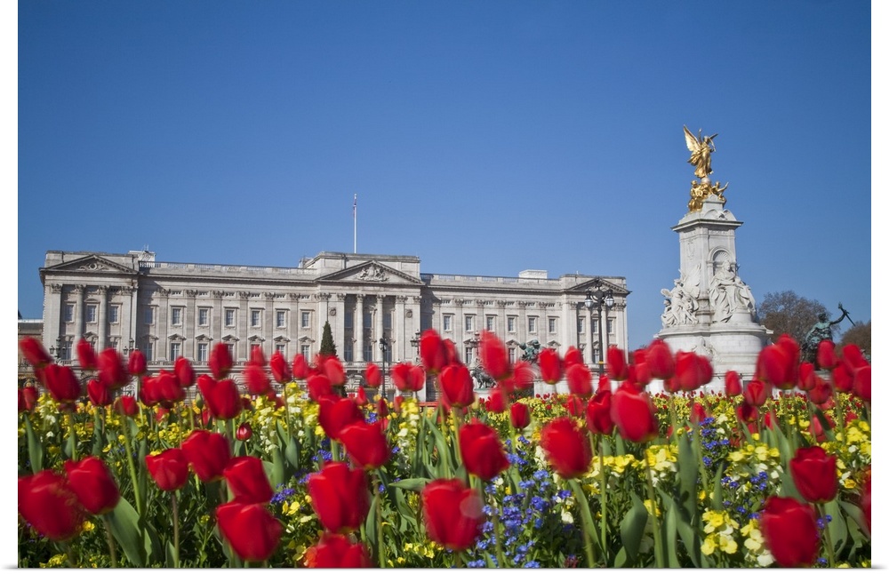 United Kingdom, London, Westminster, Tulips infront of Buckingham Palace and Victoria Memorial