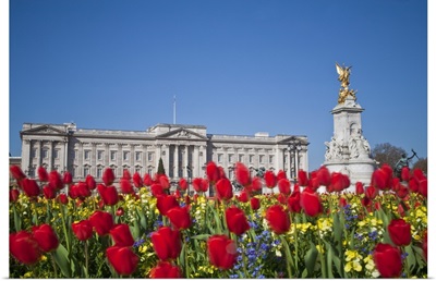 UK, London, Westminster, Tulips infront of Buckingham Palace