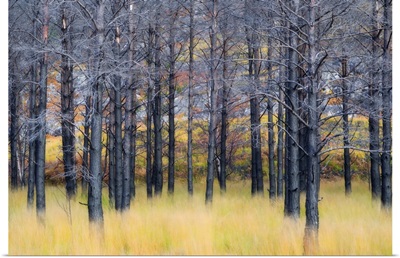 UK, Scotland, Highlands, Pine trees shape a surreal landscape