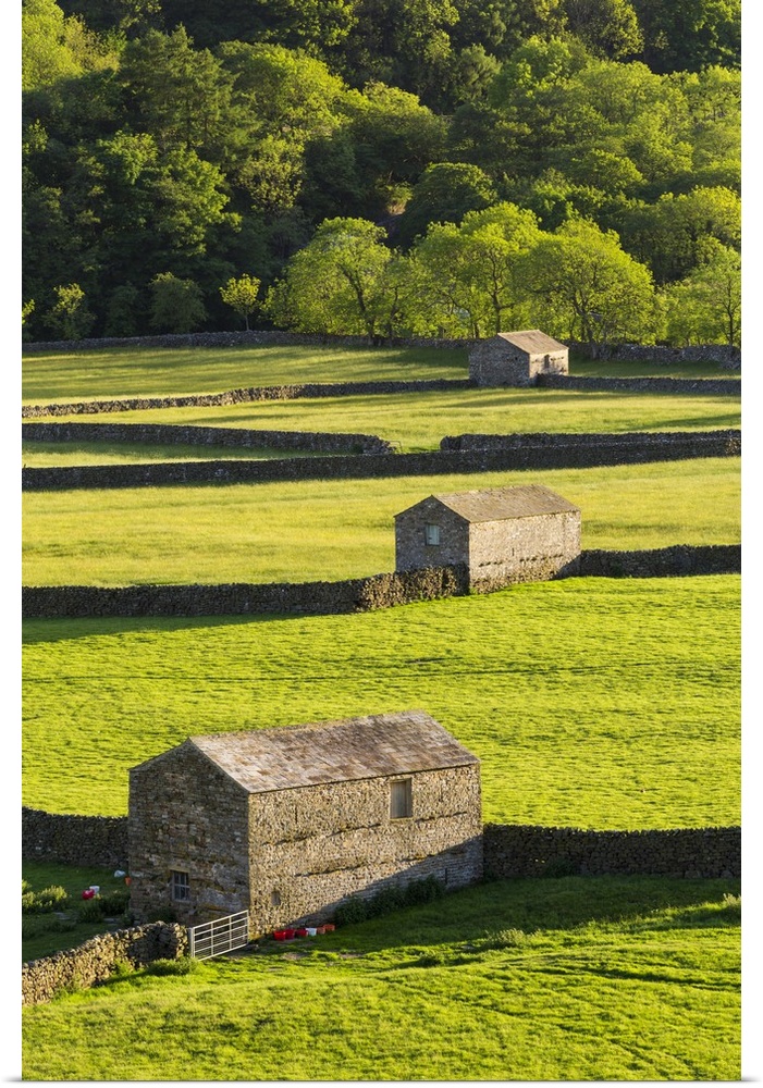 United Kingdom, England, North Yorkshire, Gunnerside. Traditional barns in Swaledale.