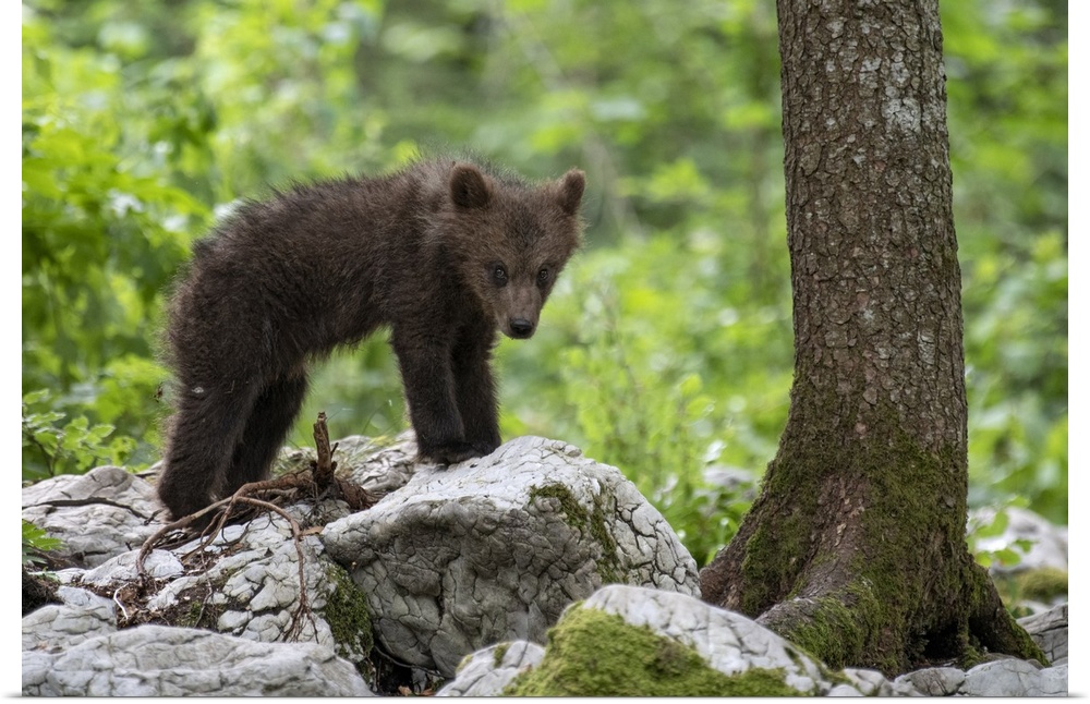 Ursus arctos, Brown bear, Slovenia.