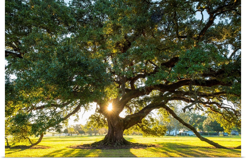 United States, Louisiana, Vacherie. Sunlight through the branches of a Southern Live Oak tree (Quercus virginiana).
