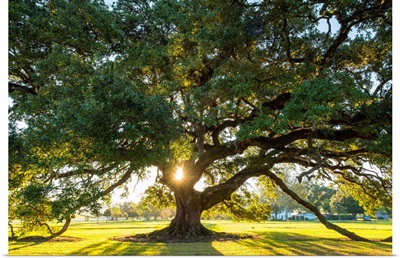 USA, Louisiana, Vacherie, Sunlight Through The Branches Of A Southern Live Oak Tree