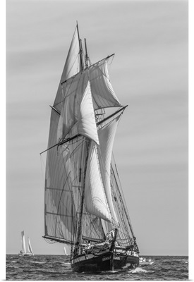 USA, New England, Massachusetts, Cape Ann, Gloucester, Schooner Parade Of Sail