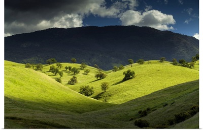 Valley Of Oak Trees, Near Keene, California, USA