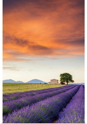 Villa And Field Of Lavender At Sunrise, Provence, France