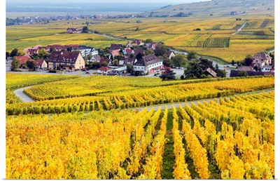 Vineyards, Riquewihr, Alsace, France