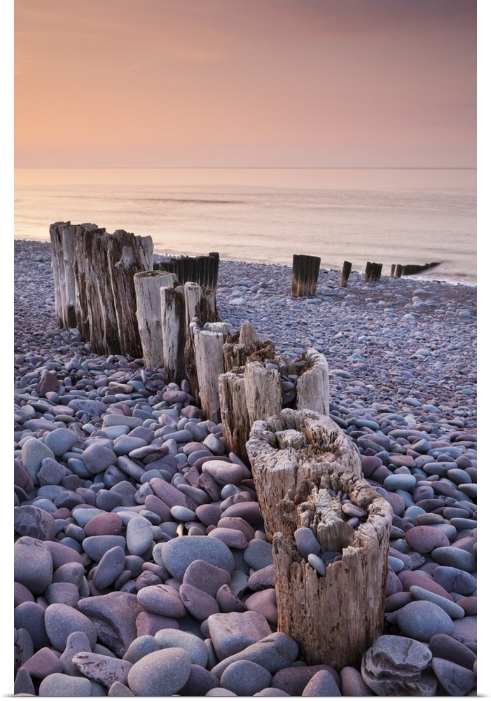 Weathered wooden groyne on Bossington Beach at sunset, Exmoor National Park, Somerset, England. Spring