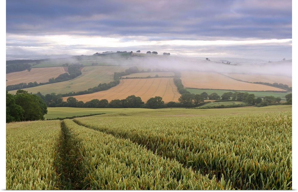 Wheat field and rolling countryside at dawn, Devon, England. Summer (July)