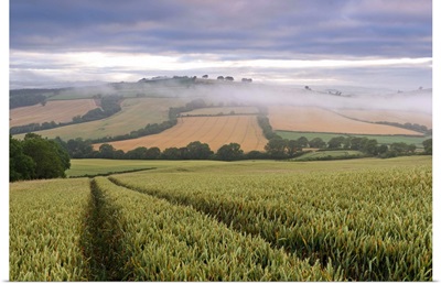 Wheat field and rolling countryside at dawn, Devon, England