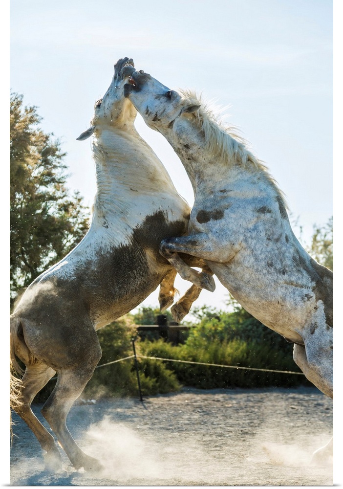 White horse stallions fighting, The Camargue, France.