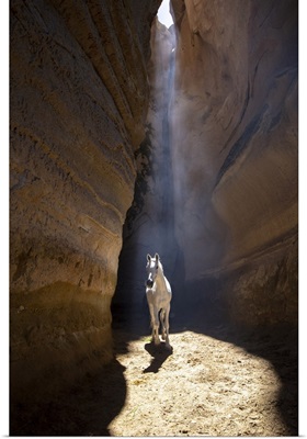 White Horse Walks Through A Slot Canyon, Cappadocia, Nevsehir, Central Anatolia, Turkey