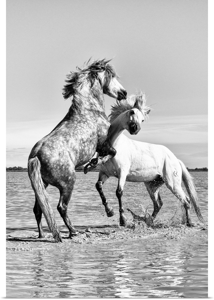 White horses of Camargue fighting in the water, Camargue, France