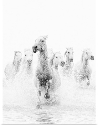 White horses of Camargue running through the water, Camargue, France