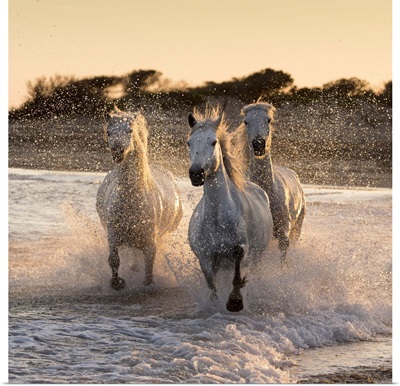 White horses of the Camargue run through the surf in the mediterranean sea