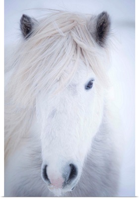 White Icelandic Horse, Snaefellsness Peninsula, Iceland
