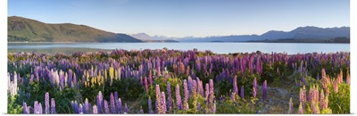 Wild lupins, Lake Tekapo, Mackenzie Country, Canterbury, South Island, New Zealand