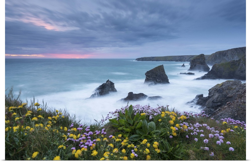 Wildflowers growing on the clifftops above Bedruthan Steps on a stormy evening, Cornwall, England. Spring (May)