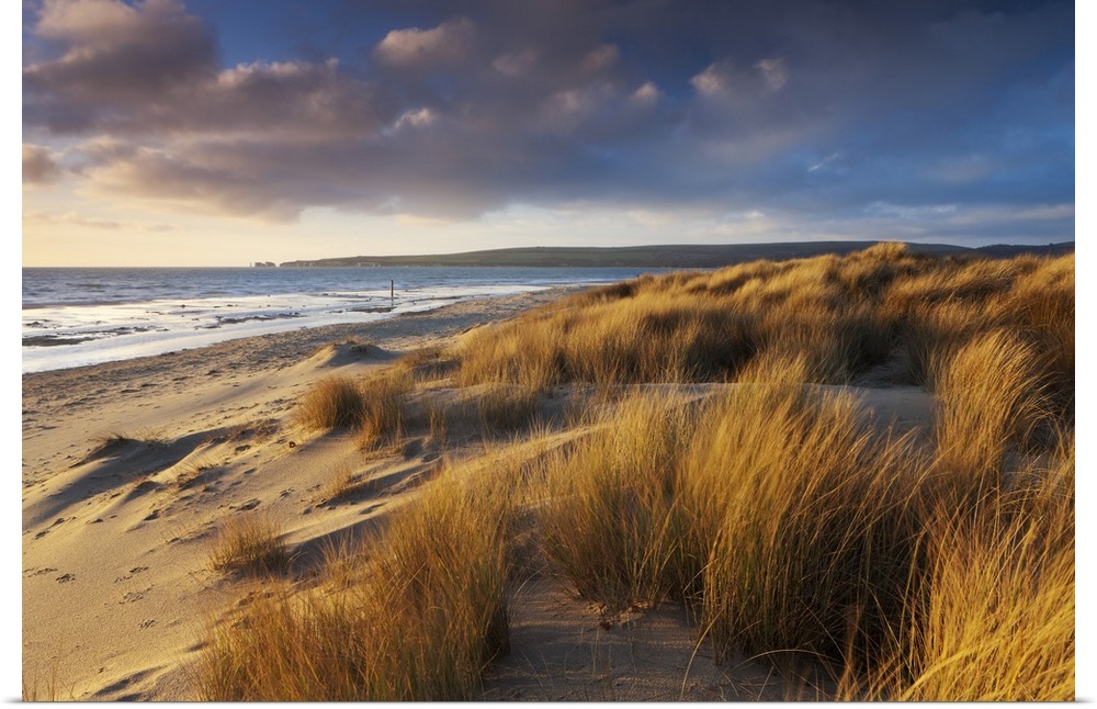 Windswept sand dunes on the beach at Studland Bay, with views towards Old Harry Rocks, Dorset, England. Winter