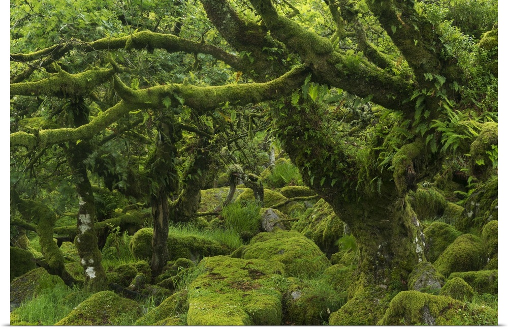 The mysterious Wistman's Wood, an ancient stunted pedunculate oak woodland high on the Dartmoor moorland, Dartmoor Nationa...