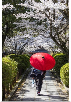 Woman In Kimono Walking In Garden With Cherry Blossom, Kyoto, Kansai, Japan (MR)