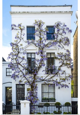 Wysteria Growing Infront Of A House In Kensington, London, England, UK