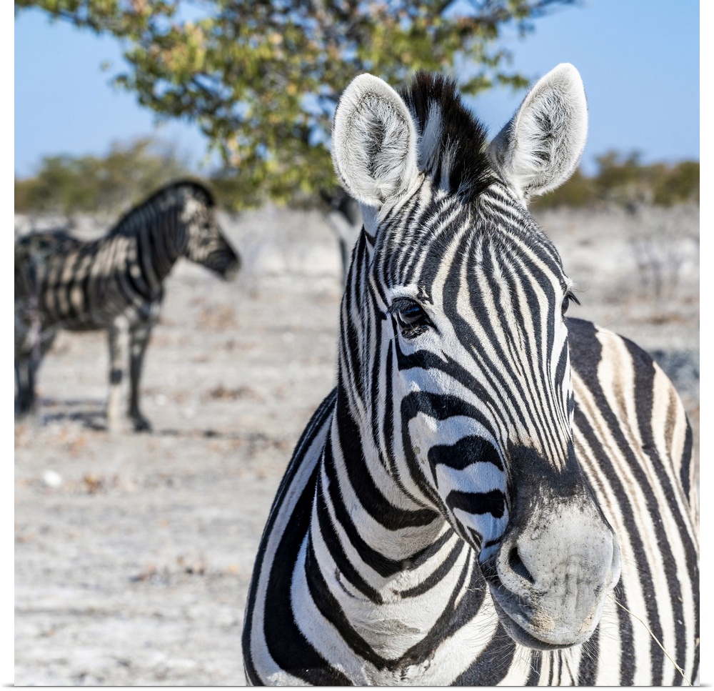 Zebra, Etosha National Park, Kunene, Namibia.