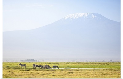 Zebra With Mount Kilimanjaro, Amboseli National Park, Kenya