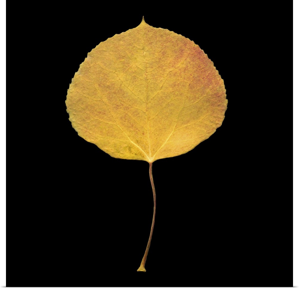 Square, large wall hanging of a single golden aspen leaf on a solid black background.