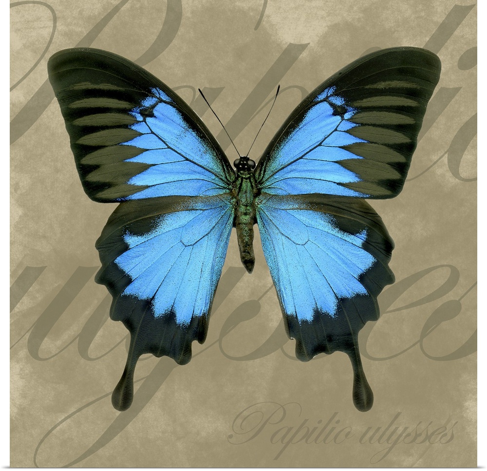 This decorative accent for the living room or bed room is a butterfly on a neutral textured background and the insectos sc...