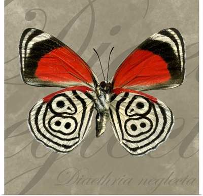 EightyEight Butterfly