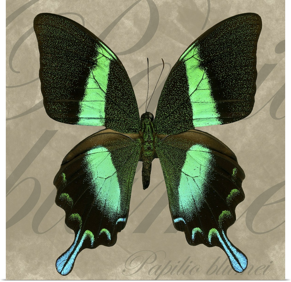 Square painting of a butterfly on canvas with text overlaid in the background.