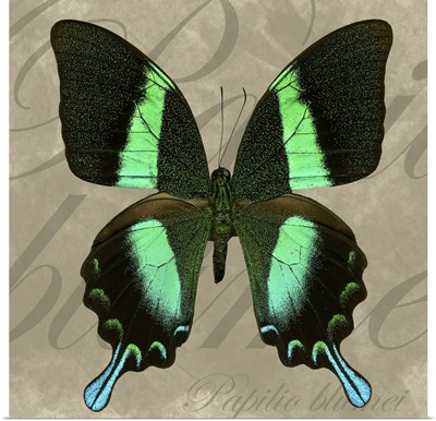 Green Mountain Swallowtail