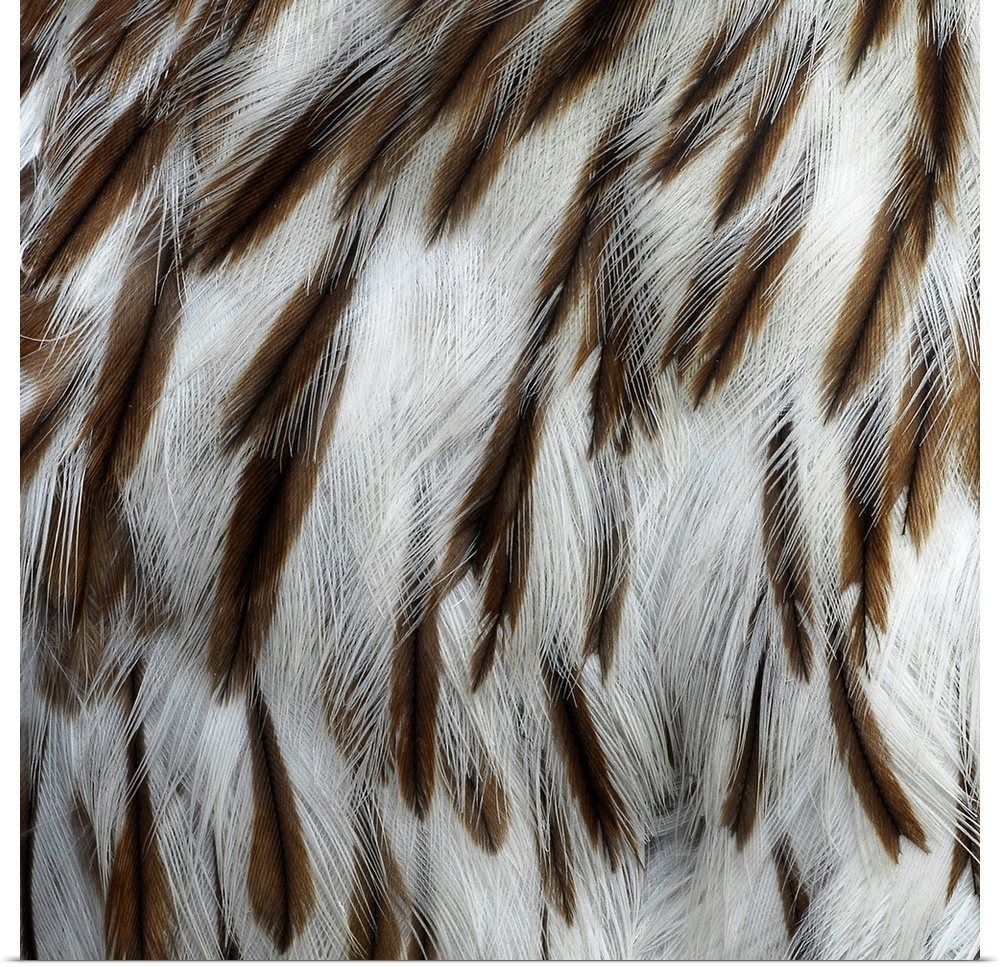 Close-up detail of hawk feathers